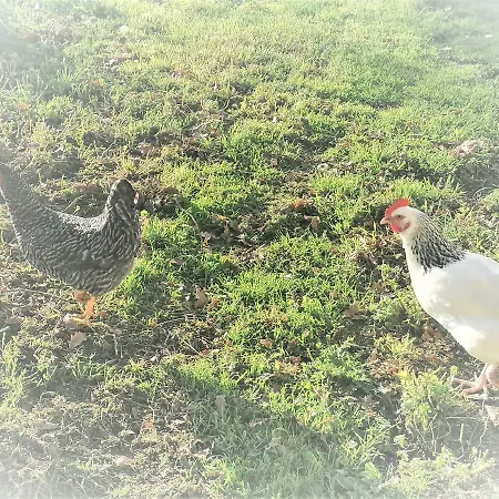 Domaine De Gaia, Piscine, Petanque, Ping Pong, Proche Saint-emilion Bed & Breakfast